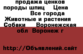 продажа ценков породы шпиц  › Цена ­ 35 000 - Все города Животные и растения » Собаки   . Воронежская обл.,Воронеж г.